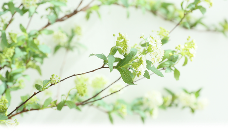 レッスン・料金ページトップ